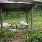 トキの森公園ではすぐ近くにトキの姿が！