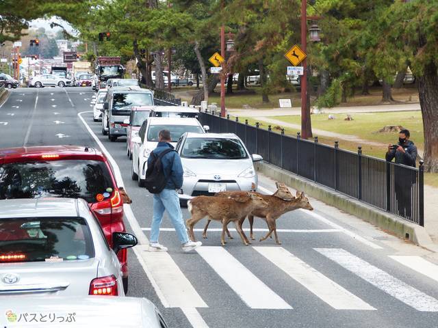 車窓から見える、横断歩道を渡るシカ。もはや奈良の名物？